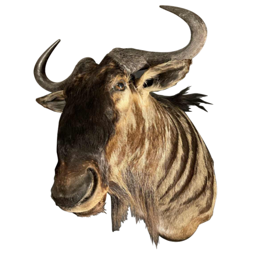 Blue Wildebeest Gnu " Connochaetes taurinus " Hunting Trophy Head in cape, Taxidermy