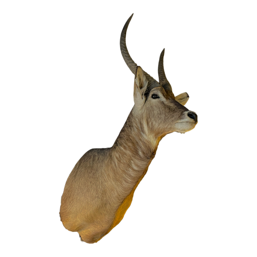 Waterbuck said antelope sing-sing, hunting trophy head in cape, taxidermy