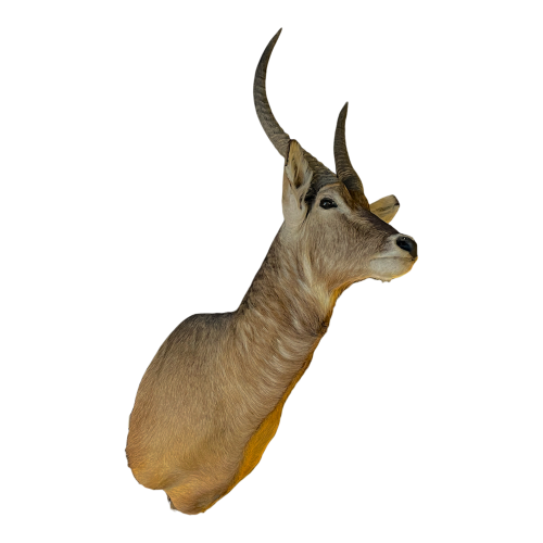 Waterbuck dit antilope sing-sing ,trophée de chasse tête en cape, taxidermie