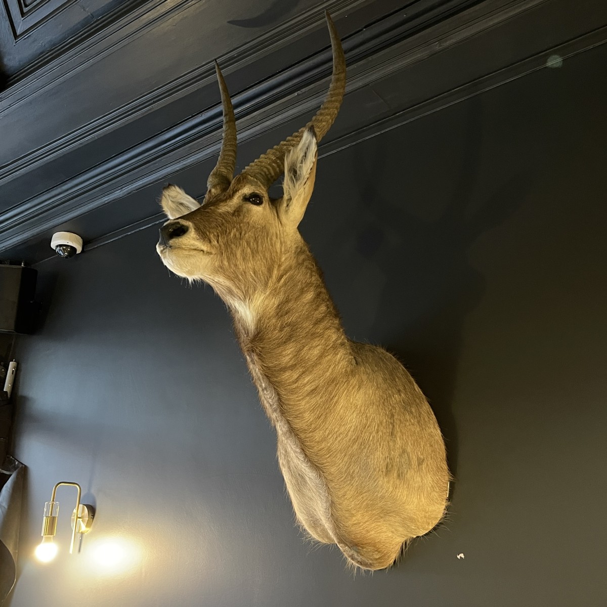 Cornes De Grand Koudou - Taxidermie Vintage 1950 - 60cm - Trophée De Chasse Africain - Occasion