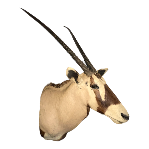 Oryx (138cm) trophée de chasse d'antilope / gazelle, tête en cape, taxidermie